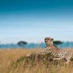 Cheetah images
