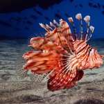 Lionfish wallpapers