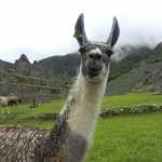 Llama wallpapers for android