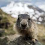 Marmot wallpapers for iphone