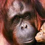 Orangutan pics