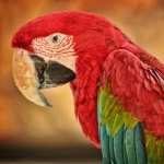 Red-and-green Macaw wallpapers for android