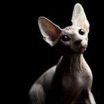 Sphynx Cat wallpapers for android