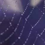 Spider Web pic