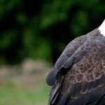 Bald Eagle wallpapers for android