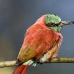 Bee-eater free wallpapers