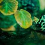 Poison Dart Frog wallpapers for iphone