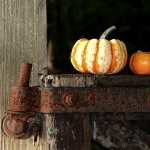 Pumpkin images
