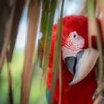Red-and-green Macaw hd photos