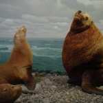 Sea Lion wallpapers