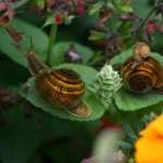 Snail free wallpapers