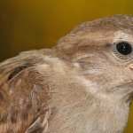 Sparrow images
