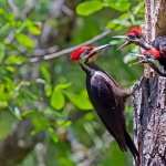 Woodpecker full hd