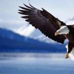 Bald Eagle high definition wallpapers