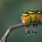Bee-eater wallpapers
