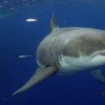 Great White Shark 2017