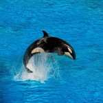 Orca wallpapers for android