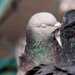 Pigeon wallpapers for iphone