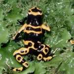 Poison Dart Frog free wallpapers