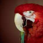 Red-and-green Macaw new wallpaper