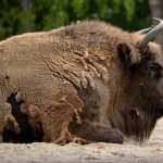 American Bison wallpapers for android
