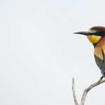 Bee-eater new photos