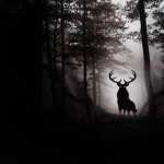 Deer Fantasy photos