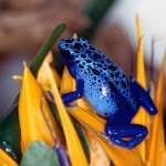 Poison Dart Frog wallpapers