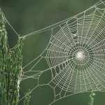 Spider Web wallpapers for iphone