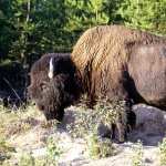 American Bison new photos