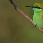 Bee-eater wallpapers hd