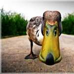 Duck high definition wallpapers