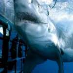 Great White Shark wallpapers for iphone