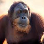 Orangutan hd photos