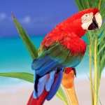 Red-and-green Macaw free