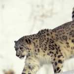 Snow Leopard pic