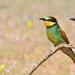 Bee-eater image