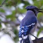 Blue Jay free wallpapers