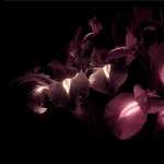 Flower Artistic free wallpapers