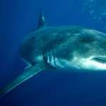 Great White Shark hd pics