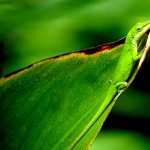 Green Anole new wallpapers