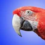 Red-and-green Macaw new wallpapers