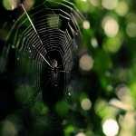Spider Web high definition photo