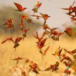 Bee-eater download