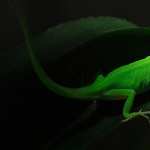 Green Anole free download