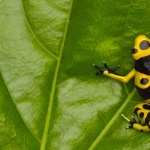 Poison Dart Frog high quality wallpapers