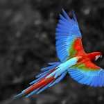 Red-and-green Macaw free download