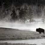 American Bison pic