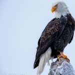 Bald Eagle high definition photo