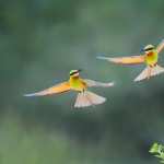 Bee-eater new wallpapers